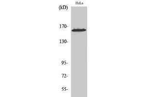 Western Blotting (WB) image for anti-Zinc Finger Protein 608 (ZNF608) (C-Term) antibody (ABIN3187563) (ZNF608 Antikörper  (C-Term))