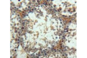 Used in DAB staining on fromalin fixed paraffin-embedded Testis tissue (Insulin Like Protein 3 (AA 63-129) Antikörper)