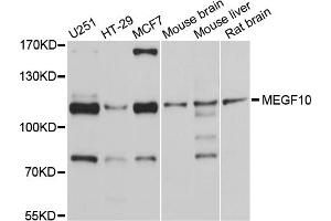 Western blot analysis of extracts of various cell lines, using MEGF10 antibody (ABIN4904341) at 1:1000 dilution. (MEGF10 Antikörper)