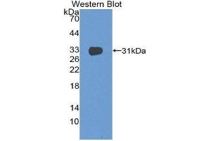 Western Blotting (WB) image for anti-CD1e (CD1e) (AA 39-276) antibody (ABIN2119114)