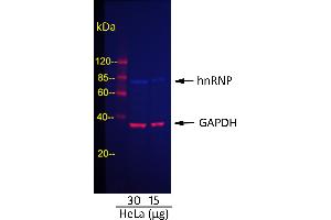 Western Blotting (WB) image for Rabbit anti-Mouse IgG (Heavy & Light Chain) antibody (DyLight 488) - Preadsorbed (ABIN7447076)