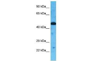Host:  Rabbit  Target Name:  TOR3A  Sample Type:  HepG2 Whole cell lysates  Antibody Dilution:  1. (TOR3A Antikörper  (Middle Region))