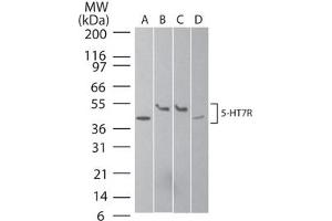 Serotonin Receptor 7 Western Blot. (HTR7 Antikörper  (N-Term))