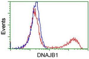 HEK293T cells transfected with either RC201762 overexpress plasmid (Red) or empty vector control plasmid (Blue) were immunostained by anti-DNAJB1 antibody (ABIN2454093), and then analyzed by flow cytometry. (DNAJB1 Antikörper)