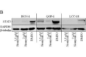 Western Blotting (WB) image for anti-Glyceraldehyde-3-Phosphate Dehydrogenase (GAPDH) antibody (ABIN2857072)