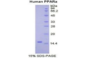 SDS-PAGE analysis of Human PPARA Protein.