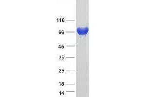 Western Blotting (WB) image for Transglutaminase 3 (E Polypeptide, Protein-Glutamine-gamma-Glutamyltransferase) (TGM3) protein (Myc-DYKDDDDK Tag) (ABIN2734148)
