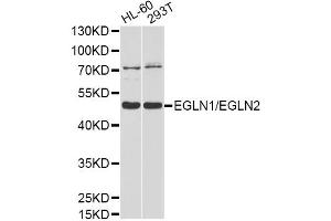 Western blot analysis of extracts of various cell lines, using EGLN1/EGLN2 antibody (ABIN4903548) at 1:1000 dilution. (EGLN1 Antikörper)
