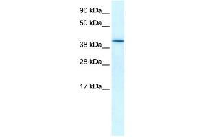 WB Suggested Anti-HIF1AN Antibody Titration:  0. (HIF1AN Antikörper  (Middle Region))