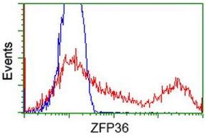 HEK293T cells transfected with either RC202049 overexpress plasmid (Red) or empty vector control plasmid (Blue) were immunostained by anti-ZFP36 antibody (ABIN2454206), and then analyzed by flow cytometry. (ZFP36 Antikörper)