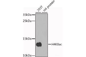 Western blot analysis of extracts of various cell lines using Acetyl-Histone H4-K8 Polyclonal Antibody at dilution of 1:1000. (Histone H4 Antikörper  (acLys8))
