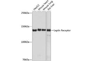 Western blot analysis of extracts of various cell lines, using Leptin Receptor antibody (ABIN7268210) at 1:1000 dilution. (Leptin Receptor Antikörper)