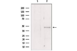 Western blot analysis of extracts from HepG2, using Flotillin 1 antibody. (Flotillin 1 Antikörper  (Internal Region))