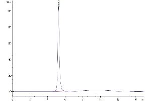 The purity of Cynomolgus FGL1 is greater than 95 % as determined by SEC-HPLC. (FGL1 Protein (AA 23-312) (Fc Tag))