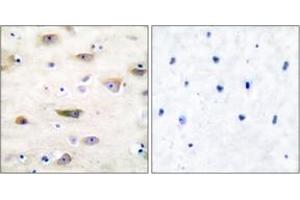 Immunohistochemistry analysis of paraffin-embedded human brain tissue, using GluR2 (Ab-880) Antibody. (GRIA2 Antikörper  (AA 834-883))