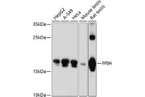 Western blot analysis of extracts of various cell lines using PPIH Polyclonal Antibody at dilution of 1:3000. (PPIH Antikörper)