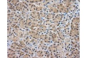 Immunohistochemical staining of paraffin-embedded liver tissue using anti-SRR mouse monoclonal antibody. (SRR Antikörper)