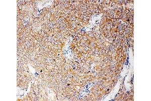 Immunohistochemistry (IHC) image for anti-Caspase 12 (Gene/pseudogene) (CASP12) (AA 71-84) antibody (ABIN3030292)