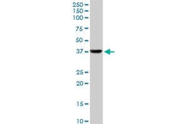 PPP2R4 antibody  (AA 1-323)