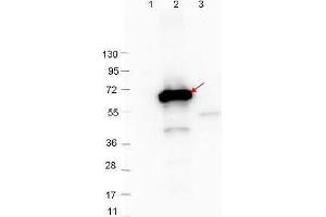 Western Blot showing detection of 0. (Crasp-2 Antikörper)