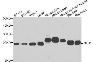 Western blot analysis of extracts of various cell lines, using NFU1 antibody. (NFU1 Antikörper  (AA 1-230))