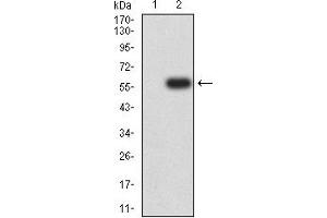 Western blot analysis using Dynamin-2 mAb against HEK293 (1) and Dynamin-2 (AA: 520-744)-hIgGFc transfected HEK293 (2) cell lysate. (DNM2 Antikörper  (AA 520-744))