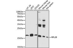 Western blot analysis of extracts of various cell lines, using RPL28 antibody (ABIN7270001) at 1:1000 dilution. (RPL28 Antikörper  (AA 1-100))