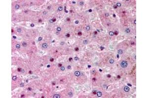 ABIN334368 (5µg/ml) staining of paraffin embedded human liver. (NOS1AP Antikörper  (N-Term))
