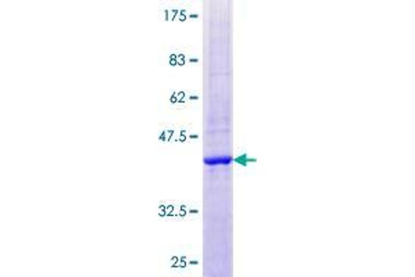 DNASE2B Protein (AA 1-153) (GST tag)