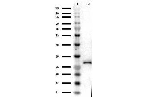 Western Blot Results of Chicken Anti-RFP Antibody. (RFP Antikörper)