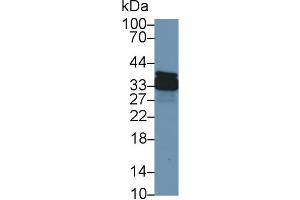 Western Blot; Sample: Canine Stomach lysate; Primary Ab: 1µg/ml Rabbit Anti-Canine ANXA4 Antibody Second Ab: 0. (Annexin IV Antikörper  (AA 3-156))