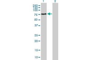 Western Blot analysis of ENPP5 expression in transfected 293T cell line by ENPP5 MaxPab polyclonal antibody. (ENPP5 Antikörper  (AA 1-477))