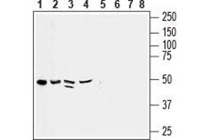 Chemokine (C-X3-C Motif) Ligand 1 (CX3CL1) peptide