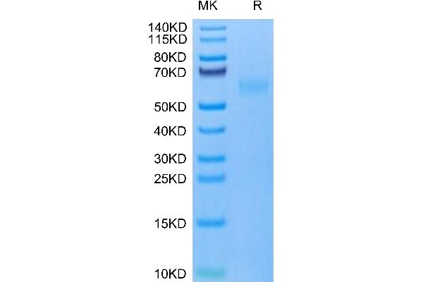 TNFRSF19 Protein (AA 30-170) (Fc Tag)