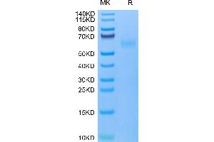 Mouse TNFRSF19 on Tris-Bis PAGE under reduced condition. (TNFRSF19 Protein (AA 30-170) (Fc Tag))