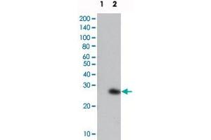 Western blot analysis using GFP monoclonal antibody, clone 4B10B2  against extracts from HCC827 cells, untransfected (1) and transfected with GFP(2).