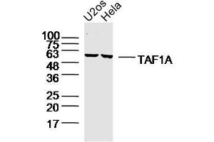 Lane 1: u2os lysates Lane 2: hela lysates probed with TAF1A Polyclonal Antibody, Unconjugated  at 1:300 dilution and 4˚C overnight incubation. (TAF1A Antikörper  (AA 21-120))