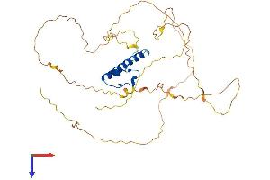 DMRT1 Protein (AA 1-374) (His tag)