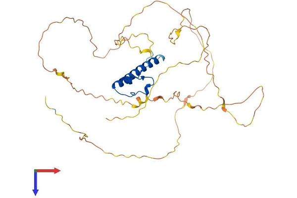 DMRT1 Protein (AA 1-374) (His tag)