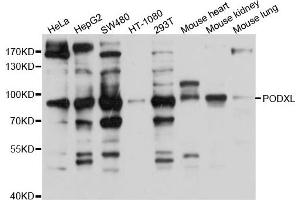 Western blot analysis of extract of various cells, using PODXL antibody. (PODXL Antikörper)