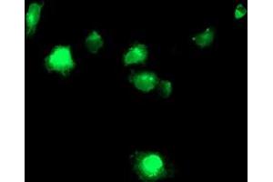 Anti-TMPRSS5 mouse monoclonal antibody (ABIN2454958) immunofluorescent staining of COS7 cells transiently transfected by pCMV6-ENTRY TMPRSS5 (RC223774). (TMPRSS5 Antikörper)
