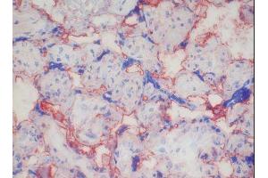 Image no. 1 for anti-CD46 (CD46) antibody (ABIN379988) (CD46 Antikörper)
