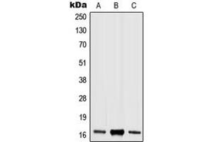 Western blot analysis of Histone H3 (pS10) expression in HEK293T LPS-treated (A), Raw264.