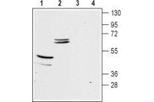 Western blot analysis of mouse brain (lanes 1 and 3) and kidney (lanes 2 and 4) membranes: - 1,2. (KIR5.1 Antikörper  (C-Term, Intracellular))