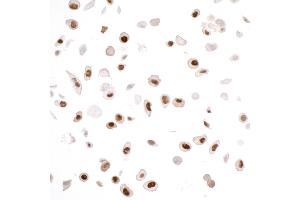 Immunocytochemistry (ICC) image for anti-Proliferating Cell Nuclear Antigen (PCNA) antibody (ABIN7453982)