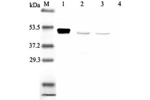 Western blot analysis using anti-IDO (human), mAb (ID 177)  at 1:2'000 dilution. (IDO1 Antikörper)