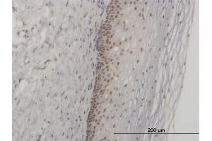 Immunoperoxidase of monoclonal antibody to FOXL1 on formalin-fixed paraffin-embedded human uterine cervix. (FOXL1 Antikörper  (AA 132-240))