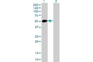 Western Blot analysis of NEUROD1 expression in transfected 293T cell line by NEUROD1 monoclonal antibody (M01), clone 3H8.