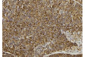ABIN6278294 at 1/100 staining Human pancreas tissue by IHC-P. (WNT16 Antikörper  (C-Term))