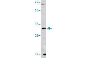 Western blot analysis of mouse lung tissue lysate (35 ug/lane) with ZFP42 polyclonal antibody . (ZFP42 Antikörper  (N-Term))